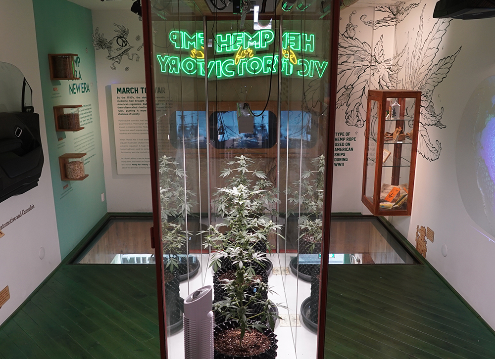 Cannabis Museum