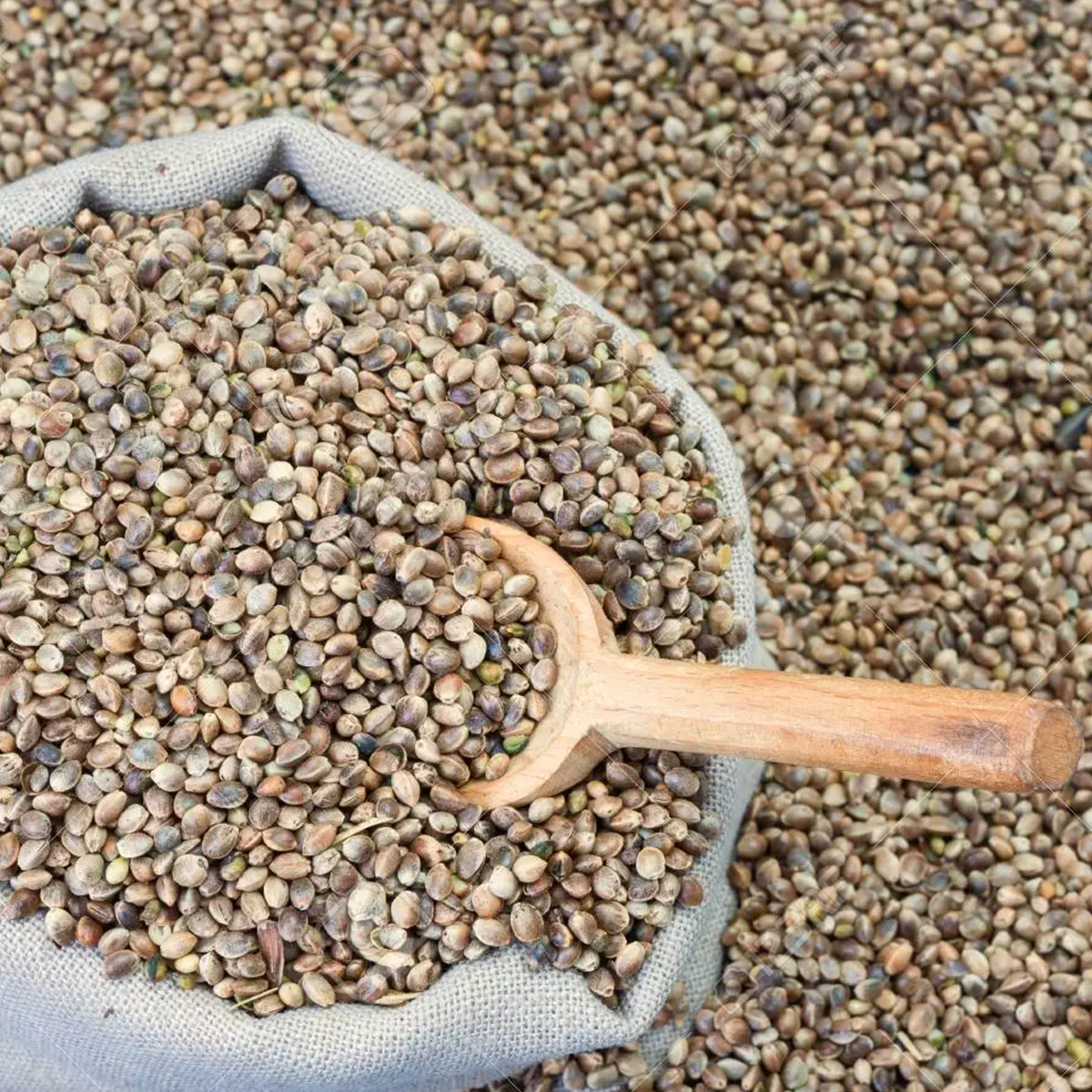 Hemp Seeds