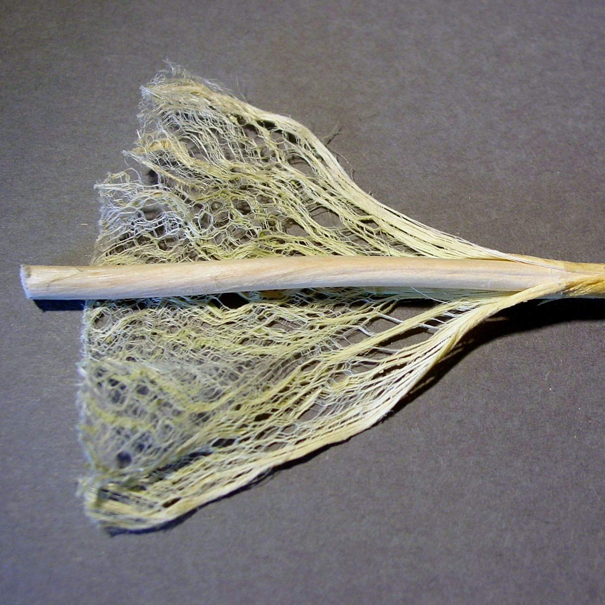 Hemp Stalk