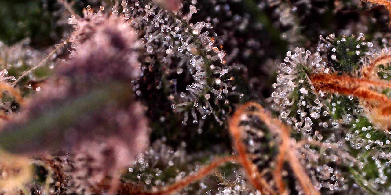 Cannabis Trichomes