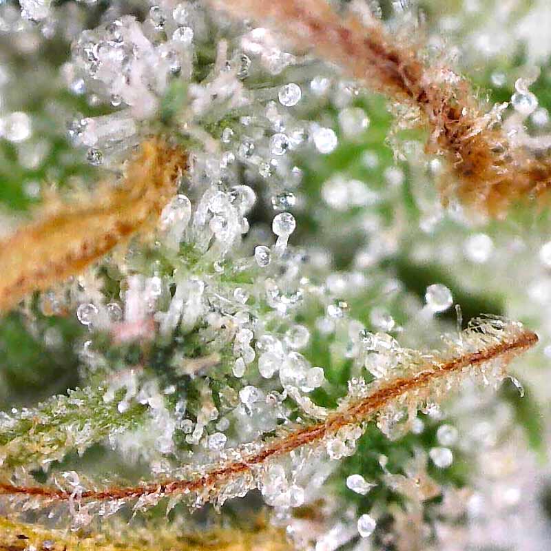 Cannabis Trichomes