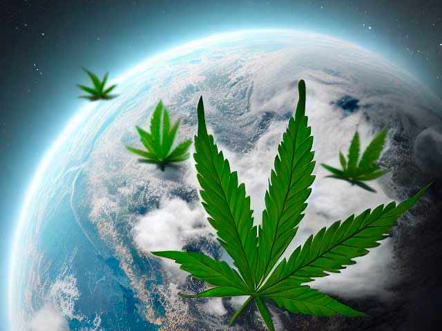 The Future Of Cannabis