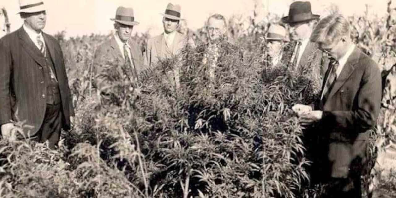 Cannabis Prohibition