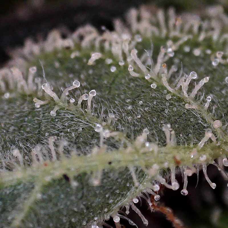 Trichomes on a cannabis leaf
