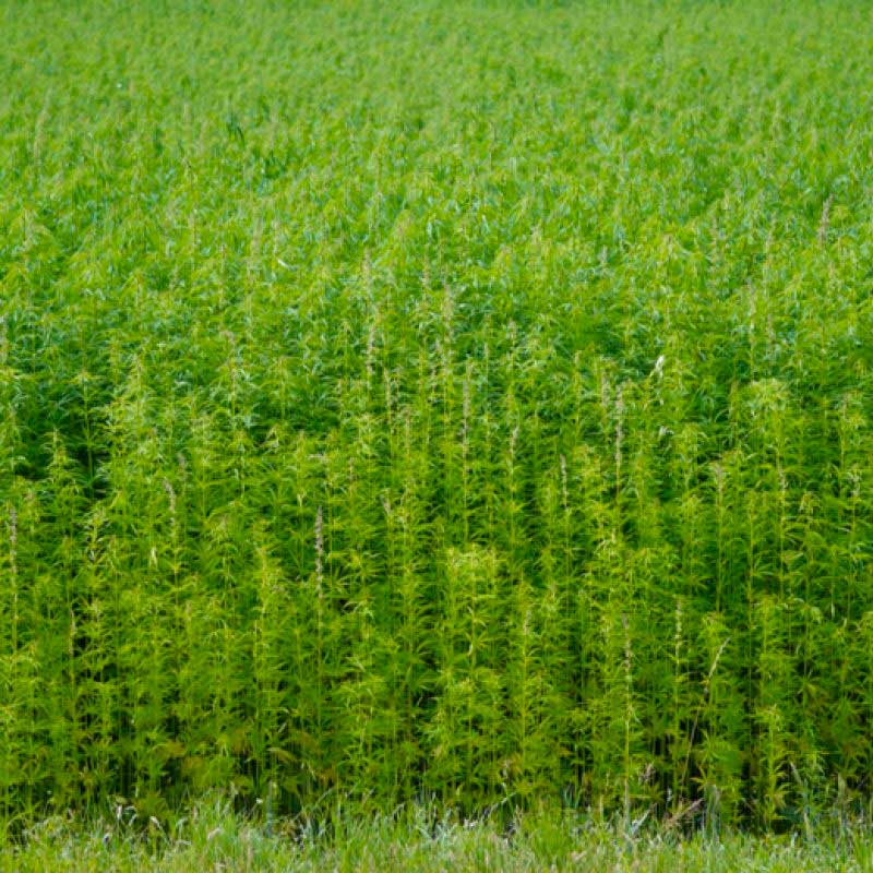 Hemp Fields