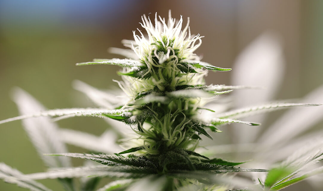 A Cannabis Day in Amsterdam