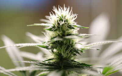 A Cannabis Day in Amsterdam