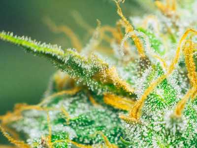 Cannabis