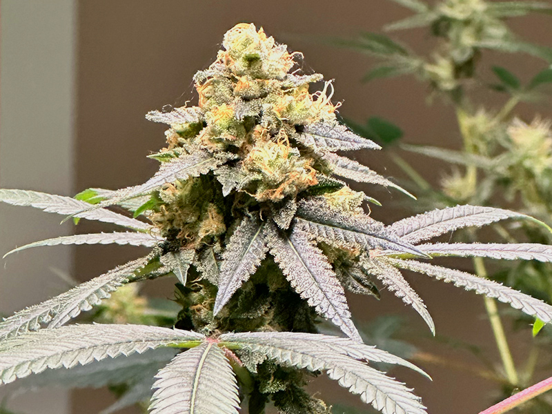 Cannabis Museum Amsterdam - Plants Cannabis Museum Amsterdam - Plants